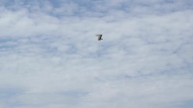 Motorlu askıda kalabilir planör