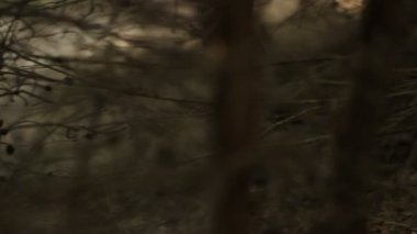 İğne yapraklılar ormandaki mantar