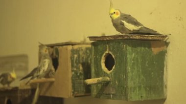 Parakeets ve ahşap kafesler