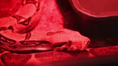 Kırmızı ışık Python