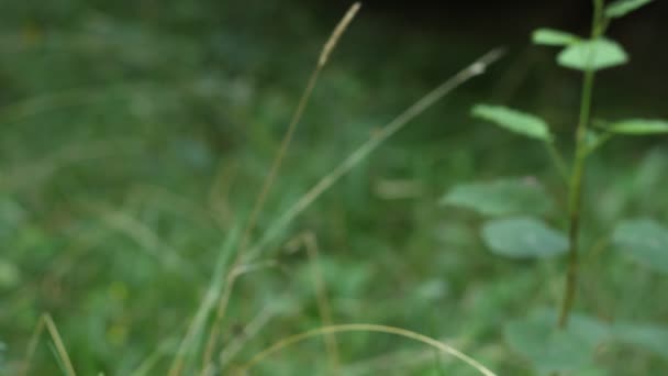 champignon dans l'herbe