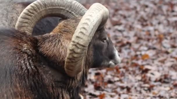 Mouflon Pecora — Video Stock