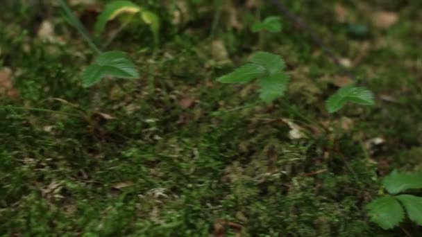 champignon vénéneux