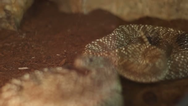 Rizos de serpiente de cascabel — Vídeo de stock