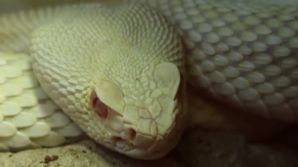 Очі змії — стокове відео