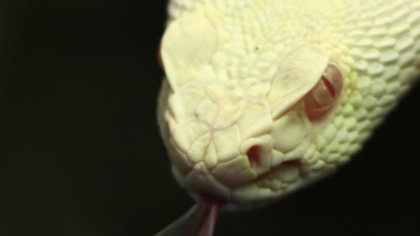 Texaanse Pit Viper — Stockvideo