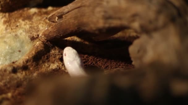Альбинос змея — стоковое видео
