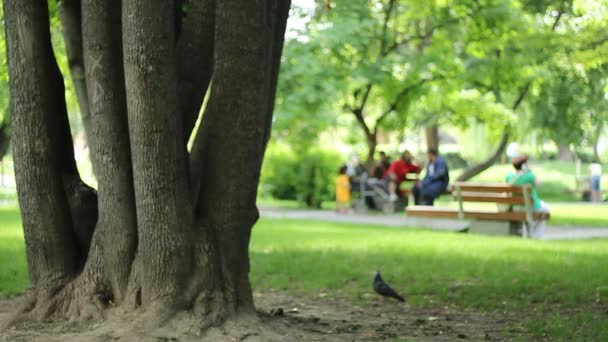 Árbol y gente en el parque — Vídeo de stock