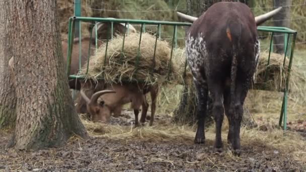 Dos Cornuts Comiendo — Vídeo de stock