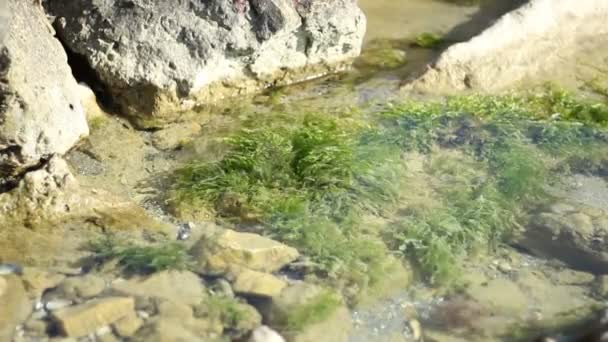 Seaweed in Shallow — Stock Video