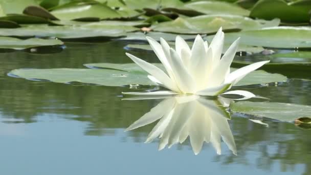 Lily kwiat na jeziorze — Wideo stockowe