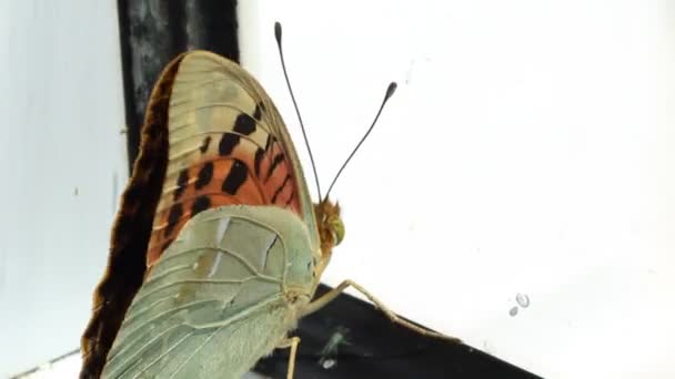 Butterfly gevangen in venster — Stockvideo