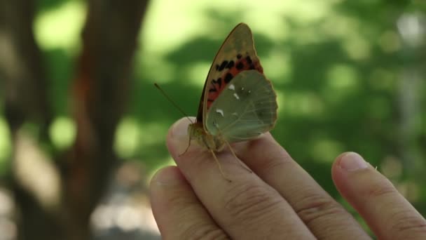 Schmetterling sitzt auf Finger — Stockvideo