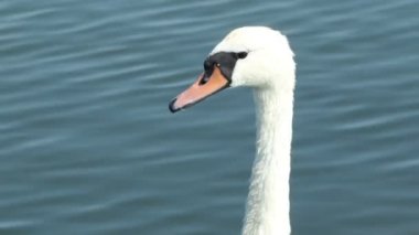 Kuğu Boynu Portresi