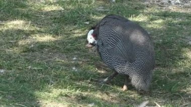 Bahçedeki domuz güveci