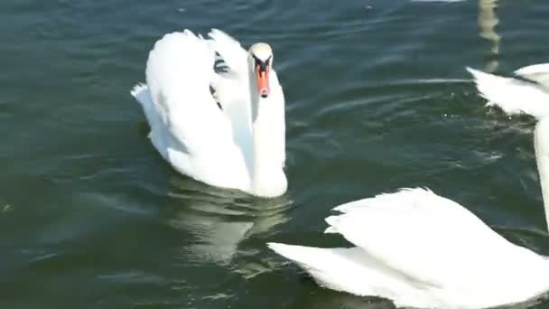 Cisnes no lago — Vídeo de Stock