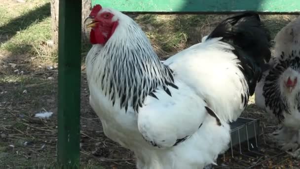 Bumptiously Rooster — Stock Video