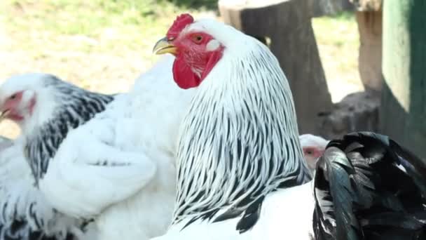 Rooster in the Yard — Stock Video