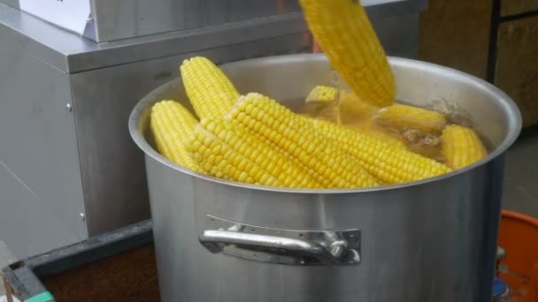 Boiled Corn on Cobs — Stock Video