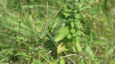 Caterpillar çim