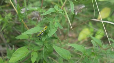 Caterpillar tesisi