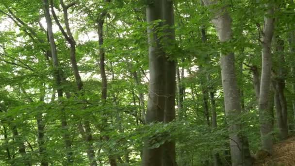 Camino con hojas en el bosque — Vídeos de Stock