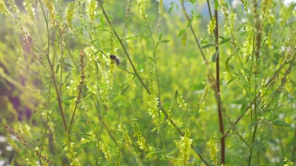 Abeja en las flores del atardecer — Vídeo de stock