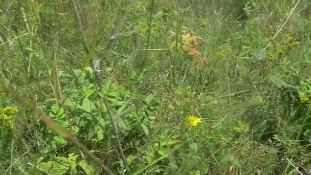 Mariposa en el prado — Vídeo de stock