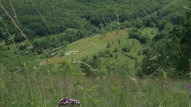 Wild Flowers and Meadow — Stock Video