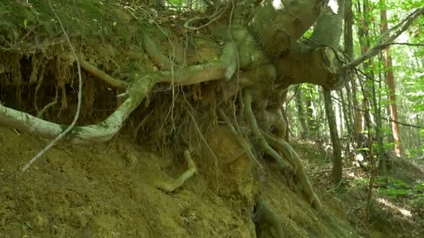 Выкорчеванное дерево в лесу — стоковое видео