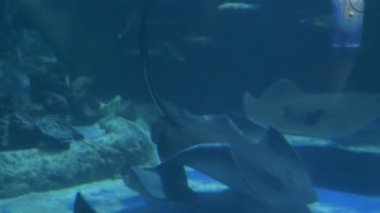 Stingrays ve Sea Life