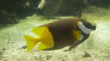 akvaryum kedisi