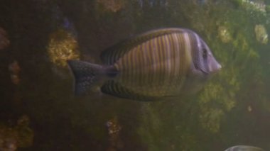 Akvaryumdaki tropikal balıklar