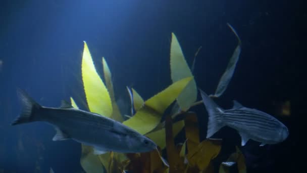 Peces y Rayos de Luz en el Mar — Vídeo de stock