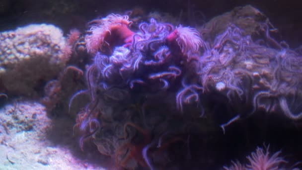 Морские анемоны в воде — стоковое видео
