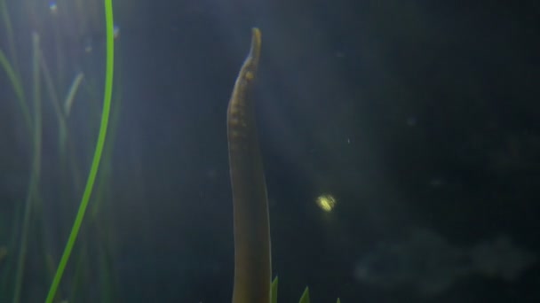 Karanlık sularda pipefish — Stok video