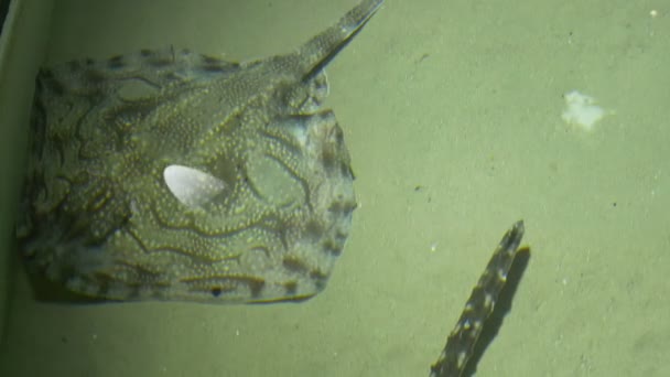 Stingray in acquario — Video Stock