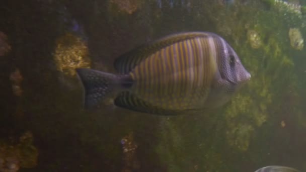 Peces tropicales en el acuario — Vídeo de stock