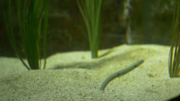 Druhy tropických Pipefish — Stock video