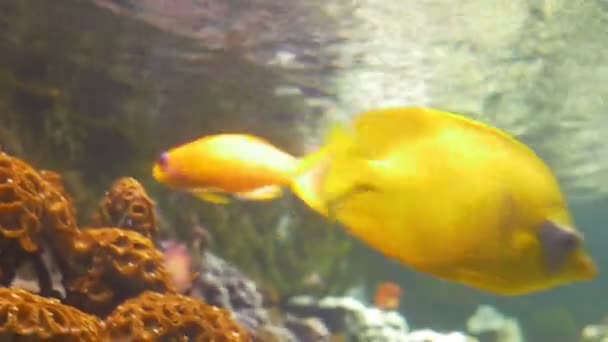 Gelbe Tonne im Aquarium — Stockvideo