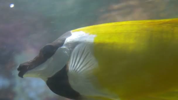 Lapin de mer dans l'eau — Video