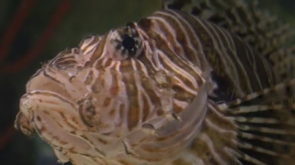 Lionfish ademhaling in ondiepe wateren — Stockvideo