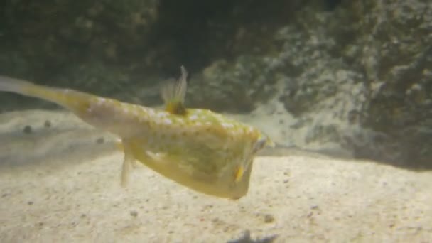 Langhörnchenkuhfisch im Wasser — Stockvideo