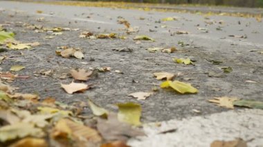 Rüzgar yaprakları Caddesi üzerinde