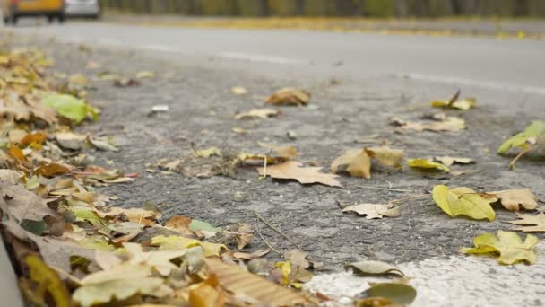 Wiatr rozprzestrzeniania liście Street — Wideo stockowe