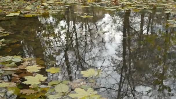 Superfície da lagoa de outono ventoso — Vídeo de Stock