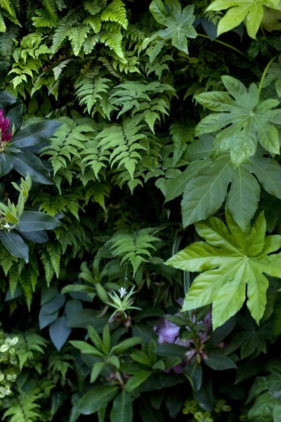 Fondo de las plantas —  Fotos de Stock