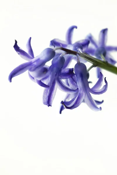 Закрыться на цветках гиацинта — стоковое фото