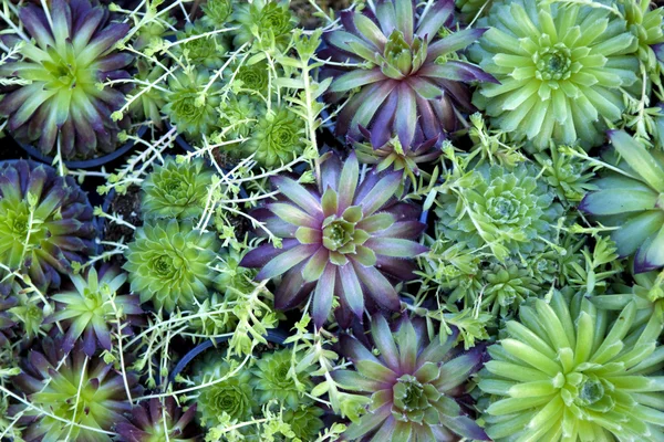 Various Green Plants Potted Garden — Stock Photo, Image