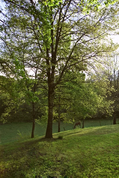 Cheval Dans Champ Campagne — Photo